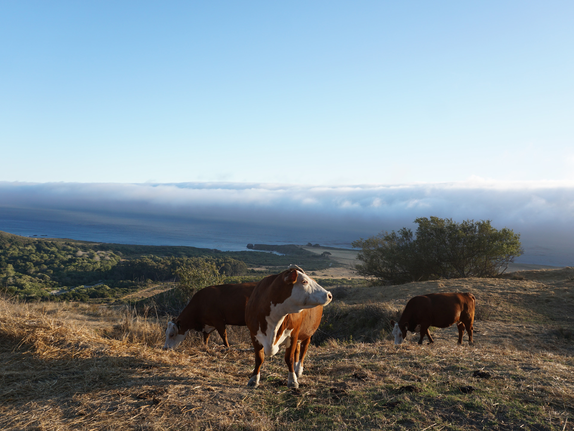ニュートラル ビッグサー NEUTRAL BIGSUR